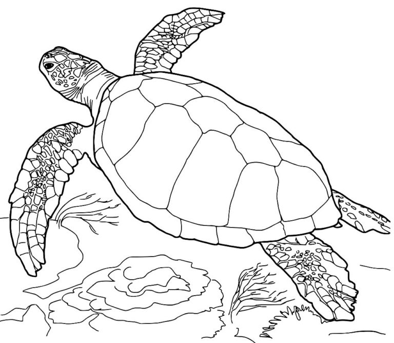 30+ Desenhos para colorir de Tartaruga - Dicas Práticas