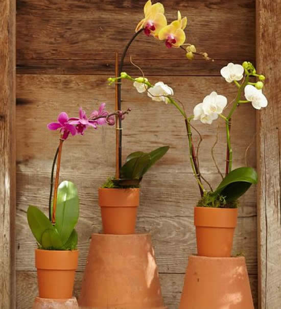 Vasos de barro lindos
