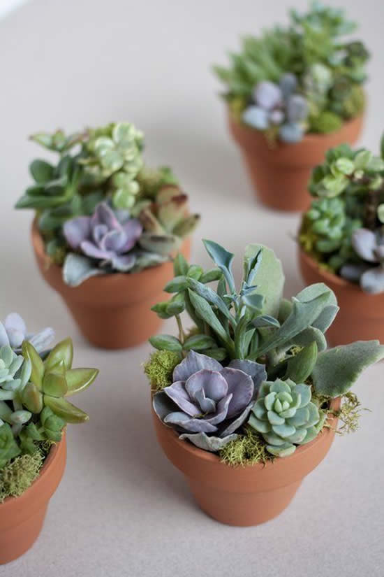 Jardinagem com vasinhos de barro