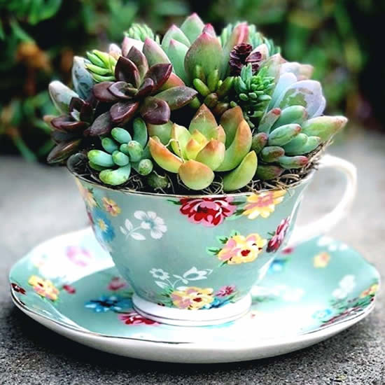 Jardinagem com xícaras