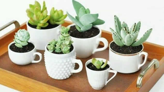 Plantando Suculentas em Xícaras