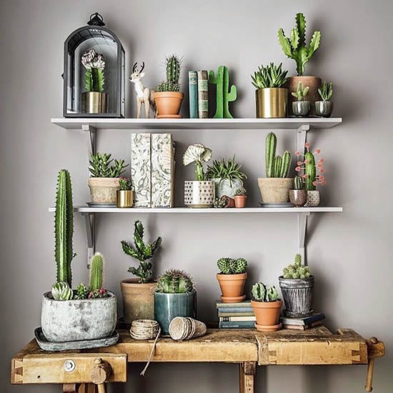 Decoração com cactos e suculentas