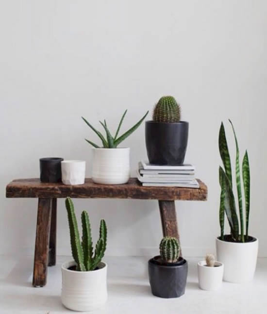 Decoração com cactos
