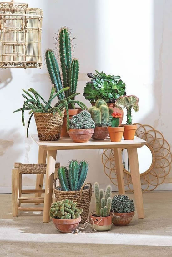 Decoração com cactos e suculentas
