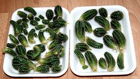 Mudas de cactos
