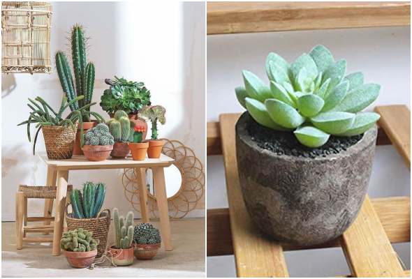 Suculentas e Cactos: Como cuidar e dicas de decoração