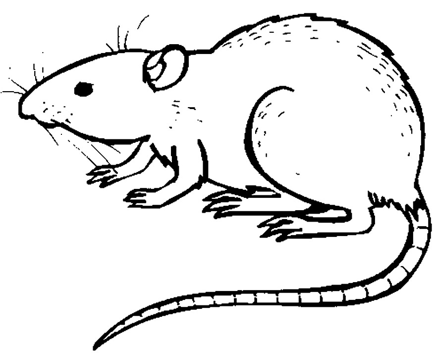 Desenho para pintar de Ratinho