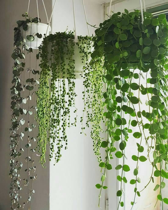 Decoração com plantinhas penduradas