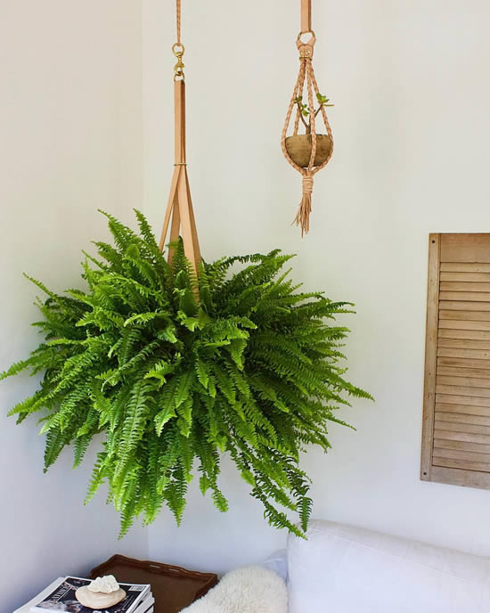 Ideias com plantas penduradas