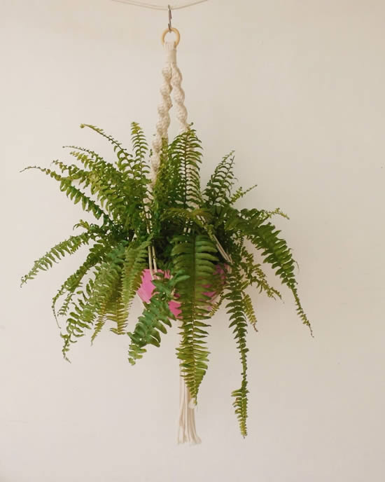 Ideias com plantas penduradas