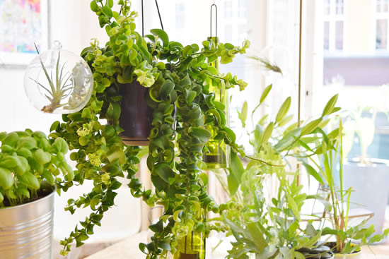 Decore a casa com plantas penduradas