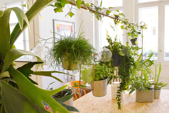 Decore a casa com plantas penduradas