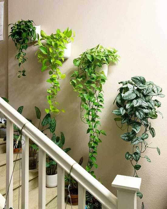 Decore a casa com plantas penduradas
