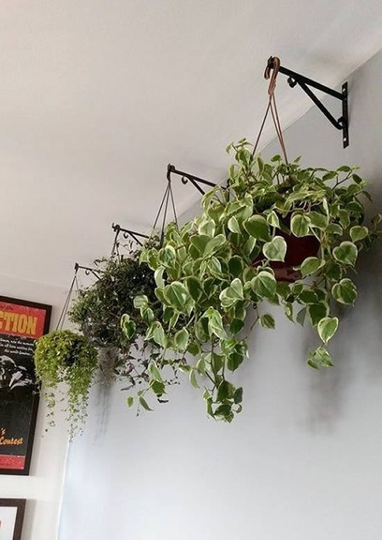 Decoração com plantinhas penduradas