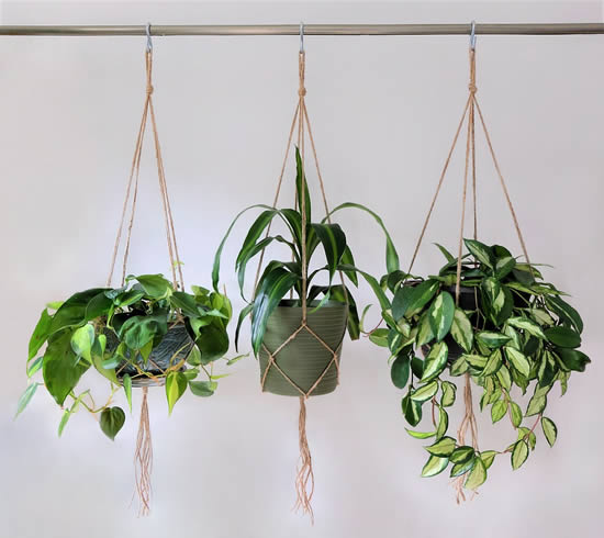 Decoração com plantas penduradas