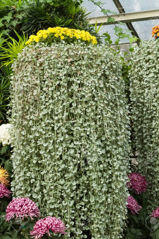 Decoração com plantas penduradas