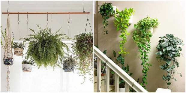 Decoração para casa com plantas penduradas