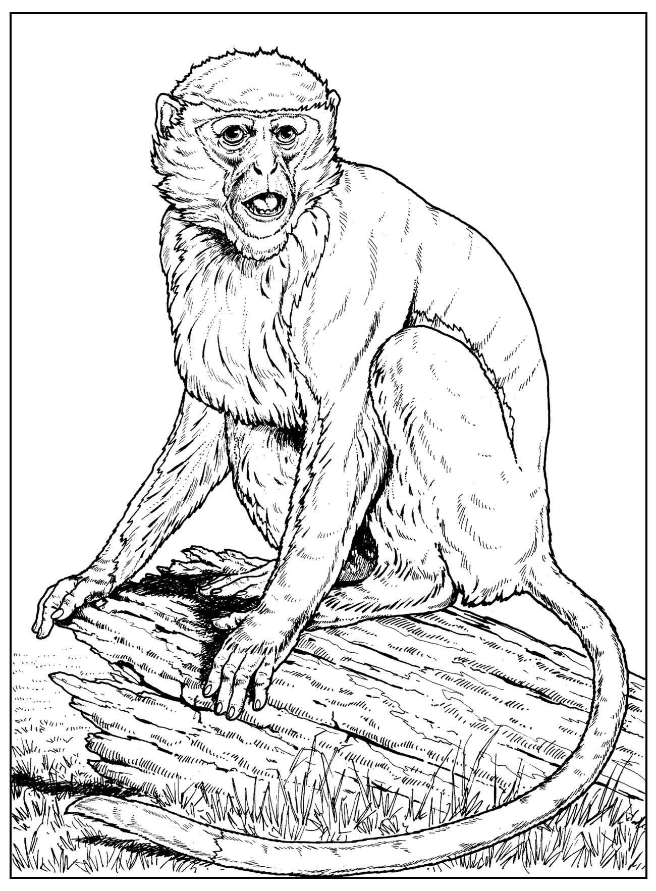 Desenho Para Colorir macaco-prego - Imagens Grátis Para Imprimir - img 18575