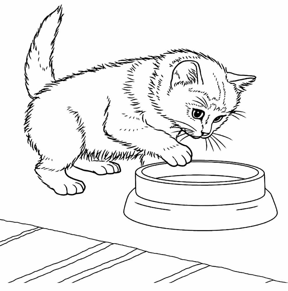 Desenho de Gato para pintar e colorir