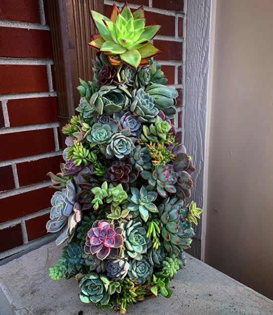 Árvore de Natal de suculentas