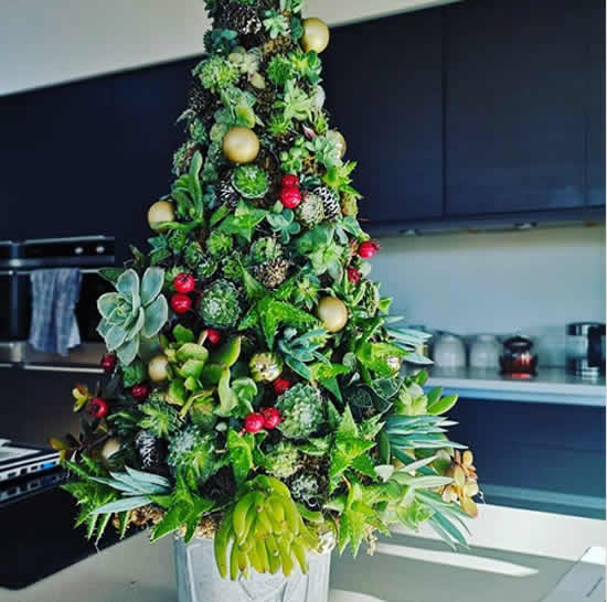 Árvore de Natal de suculentas