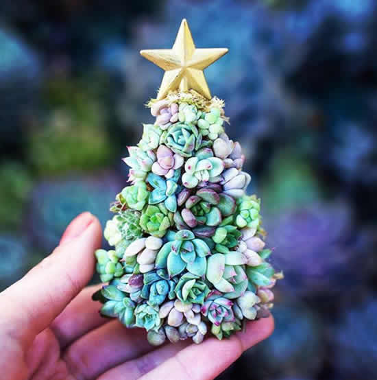 Árvore de Natal com suculentas