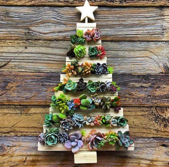 Árvore de Natal com suculentas