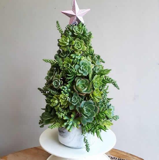 Linda Árvore de Natal com suculentas