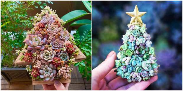 Decoração com Árvore de Natal de suculentas