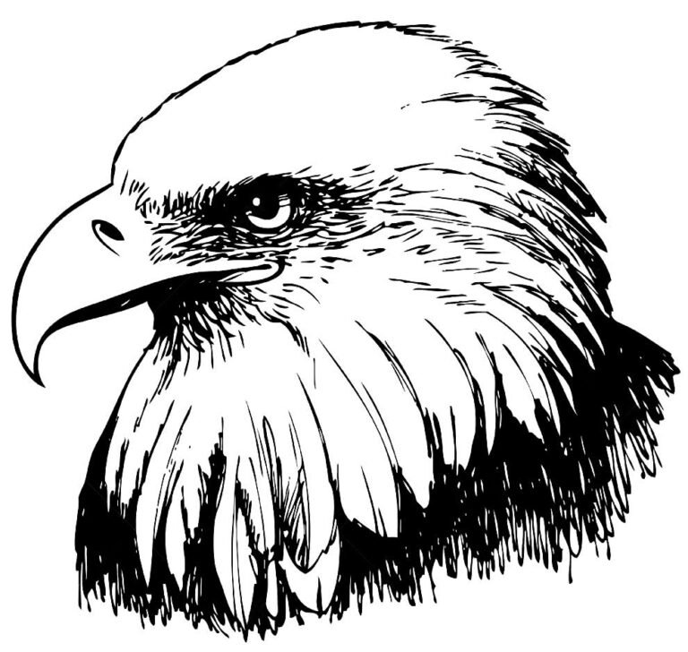 50+ Desenhos de Águia para colorir - Dicas Práticas