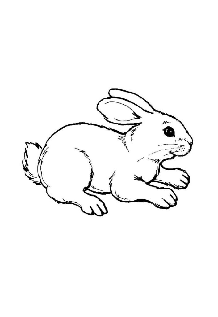 Desenho de Coelho