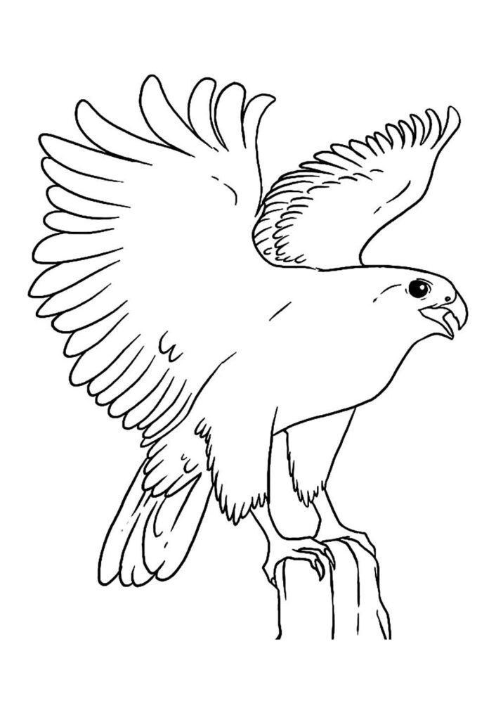 Desenho de Águia