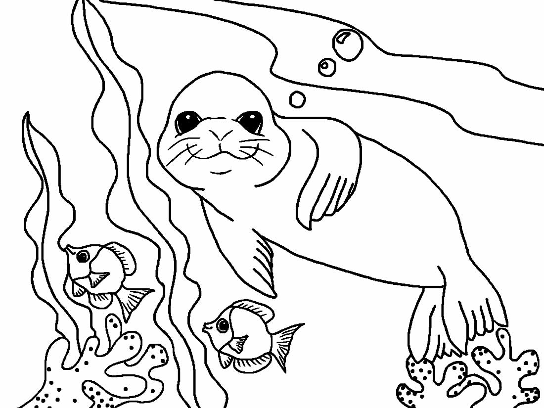 Foca para pintar