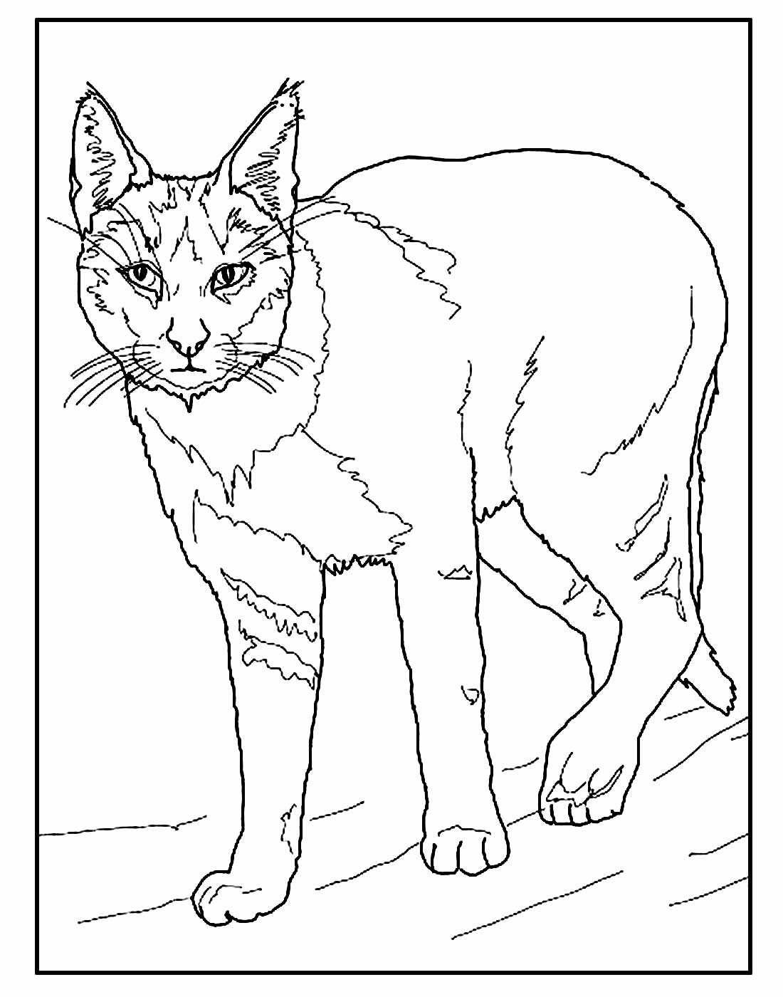 Desenho de Gatinho para colorir