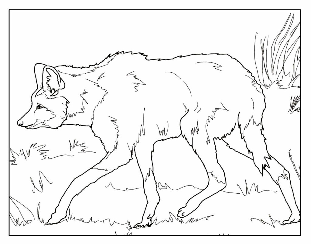 Desenho de Lobo Guará para colorir