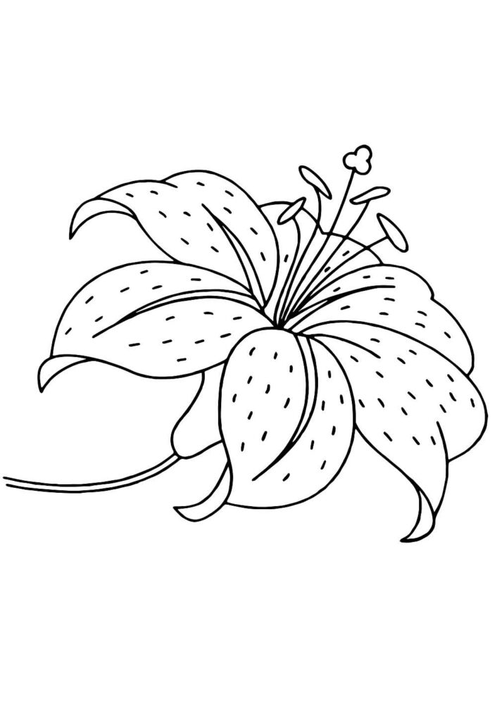 Desenho de Flor Papoula