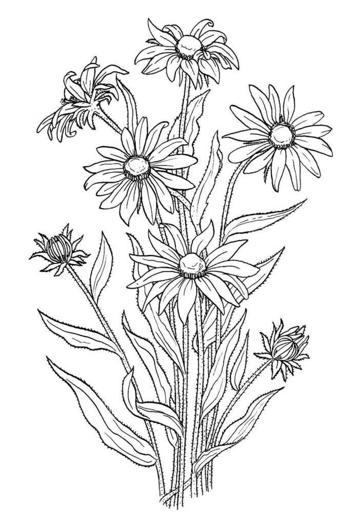 Desenho de Flores para colorir