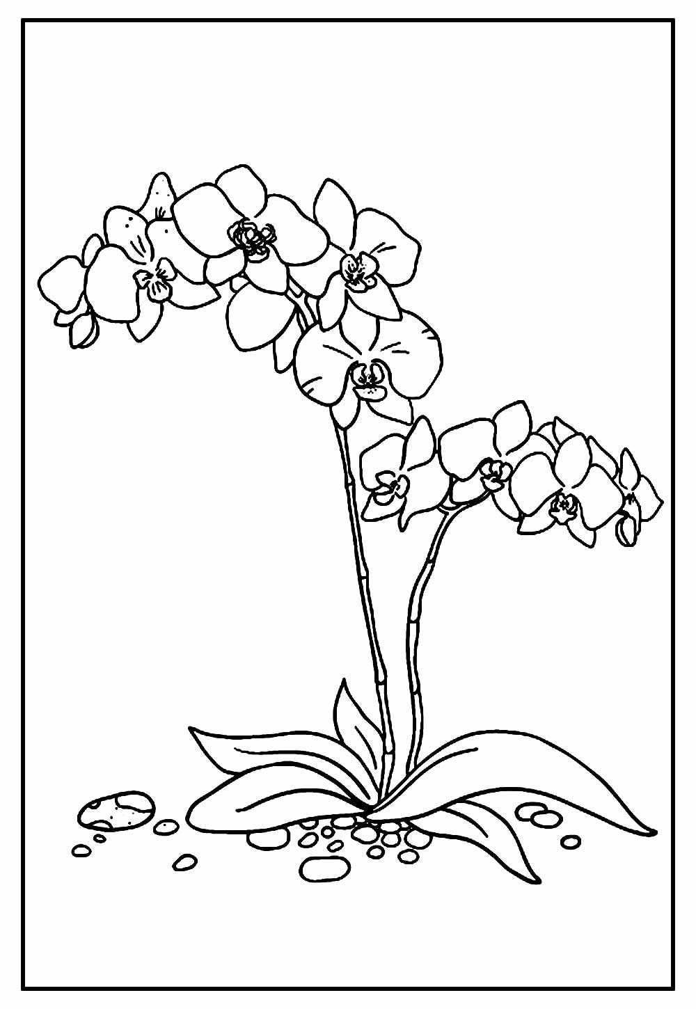 Imagem de Orquídea para colorir