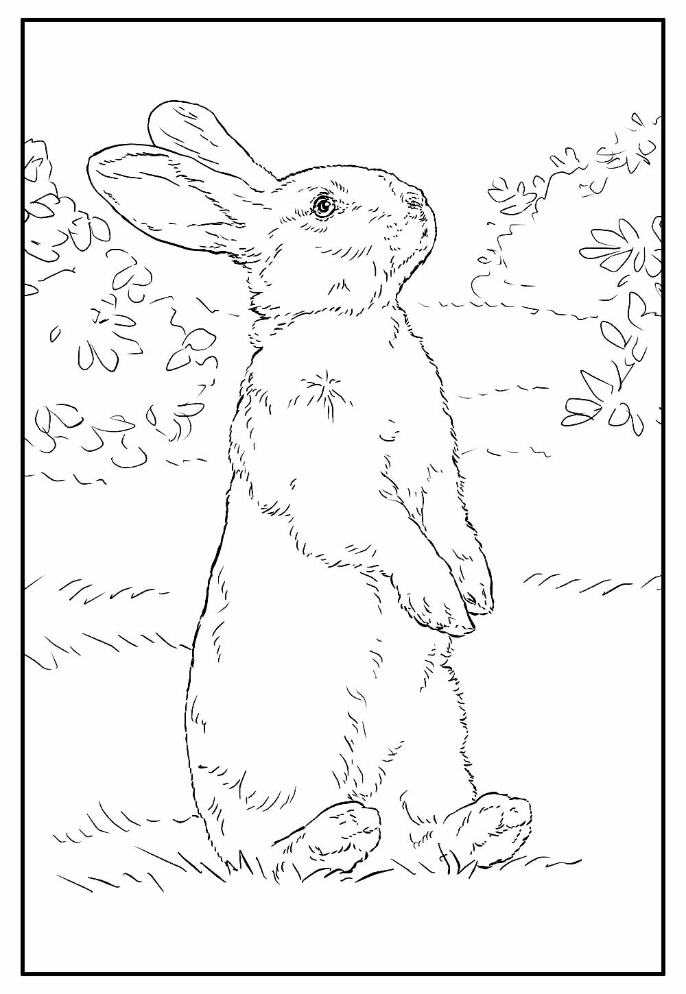 Coelho para colorir e pintar - Desenho