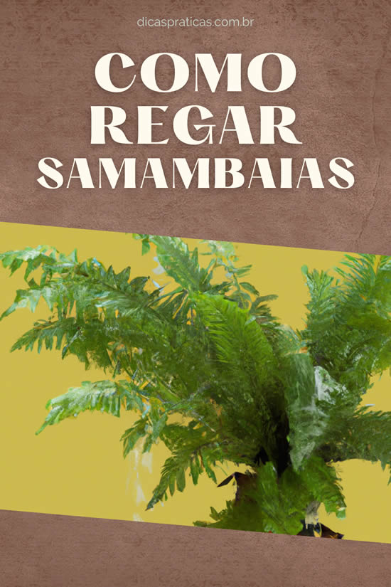 Como regar as samambaias