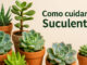 Como cuidar de suculentas