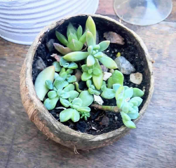 Suculenta sem Coco
