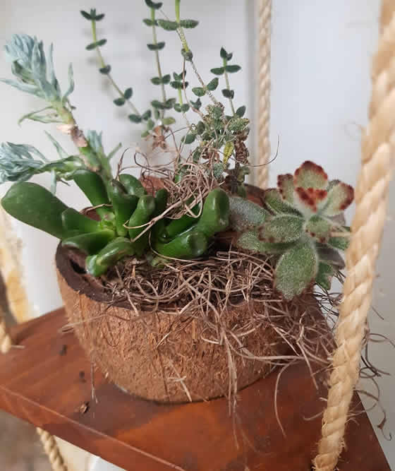 Suculenta sem Cocos