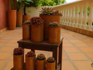 Plantando com Suculentas em Latas