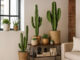 Decoração com Cactos para Apartamento