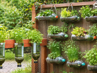 Vaso de Garrafa PET em Horta