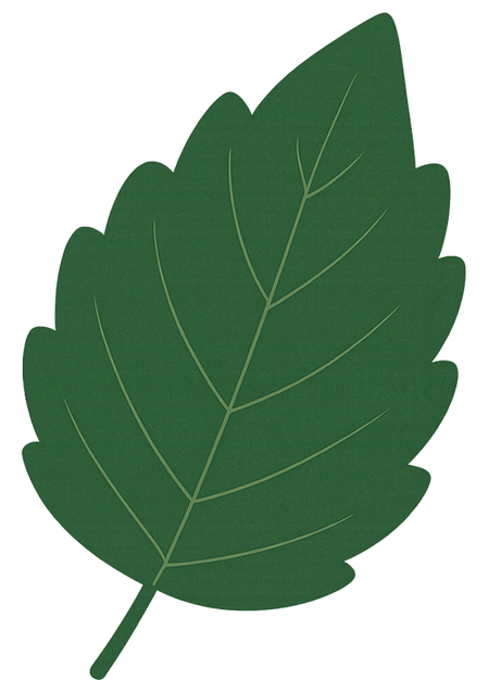 Molde de Folha em PNG