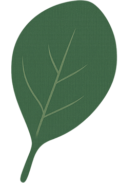 Molde de Folha