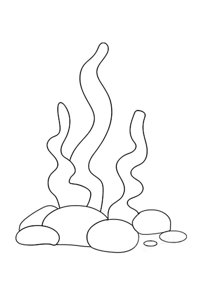 Molde de Alga